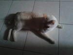 Juno - Domestic Medium Hair Cat