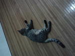 Cute Coklat - Oriental Tabby Cat