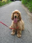 Eiffel - Cocker Spaniel Dog