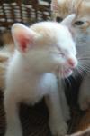 4 Kittens Need Foster - Oriental Short Hair Cat