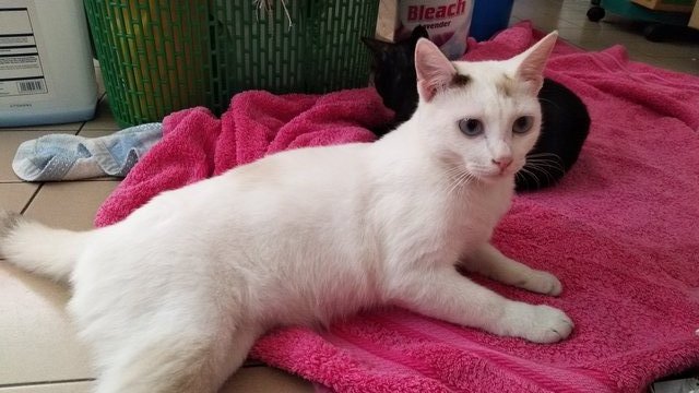Sweetie - Domestic Short Hair + Domestic Medium Hair Cat
