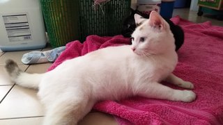 Sweetie - Domestic Short Hair + Domestic Medium Hair Cat