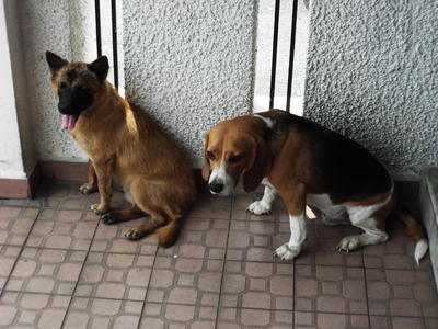 Jimmy  - Beagle Dog