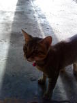PF36154 - Domestic Short Hair Cat