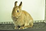 Netherland Dwarf - Chestnut 10 - Netherland Dwarf Rabbit