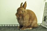 Netherland Dwarf - Chocolate 7 - Netherland Dwarf Rabbit