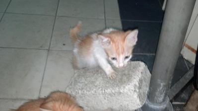 Cutie Grumpy - Domestic Short Hair Cat