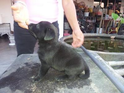 Labrador Retriever 4 - Black Labrador Retriever Dog
