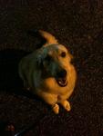 Naruki - Golden Retriever Dog