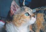 Mixie - Calico + Tabby Cat