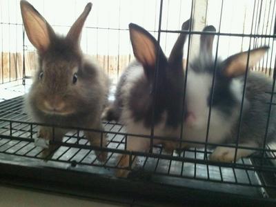 Mixed Angora Rabbits - Angora Rabbit + Lionhead Rabbit
