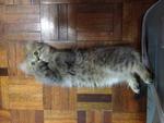 Kitten_1 (Sold) - Persian Cat