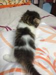 Kitten_4 (Sold) - Persian Cat