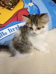 Kitten_4 (Sold) - Persian Cat