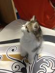 Kitten_4 (Sold) - Persian Cat