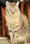 Bubu - Tabby Cat