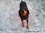 Dobby - Doberman Pinscher Dog