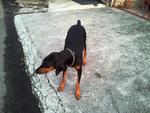 Dobby - Doberman Pinscher Dog