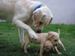 Jun - Labrador Retriever Dog