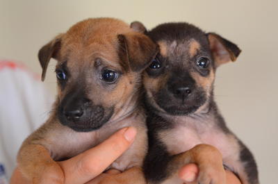 Cute Puppies  - Mixed Breed Dog
