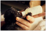 Little Stray Name 'domon' - Domestic Medium Hair + Tortoiseshell Cat