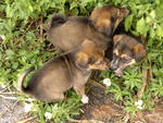 Fifi's Babies - Mixed Breed Dog