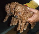 Toy Poodle ( 1 ) - Poodle Dog