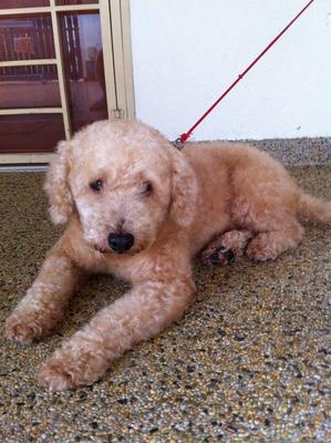 PF36781 - Poodle Dog