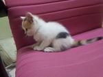 Mixed Persian Kitten - Persian + American Shorthair Cat