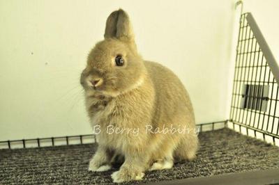 Netherland Dwarf - Opal 26 - Netherland Dwarf Rabbit