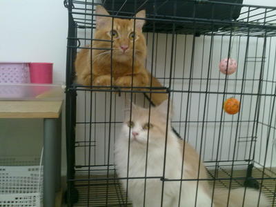 Jojo &amp; Mimi - Domestic Long Hair + Persian Cat