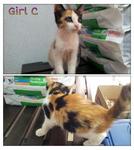 4 Kittens For Adoption - Domestic Short Hair Cat