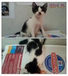 4 Kittens For Adoption - Domestic Short Hair Cat