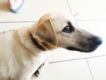 Poppy - Labrador Retriever Mix Dog