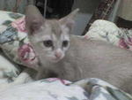 Lola Lollipop - Domestic Short Hair Cat