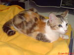 Rip-meow Baby (May 08~10th Aug 12) - Tortoiseshell + Domestic Medium Hair Cat
