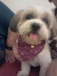 Jun Jun - Shih Tzu Mix Dog