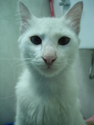 Whitey - Domestic Long Hair Cat