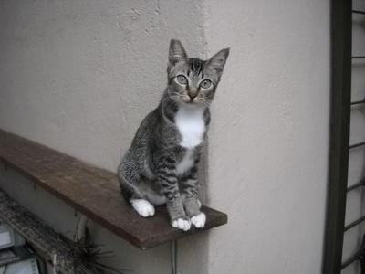 Edora - Domestic Short Hair Cat