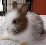 Teddy Bear Angora Baby Rabbit - Angora Rabbit + Lionhead Rabbit