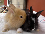 Angora Baby Rabbits - Angora Rabbit Rabbit