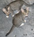 2 Lil Belang - Domestic Short Hair Cat