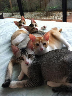 Aslan, Orlando, Lolita &amp; Trixie - Domestic Short Hair Cat