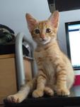 Foo Looking For A Home - Domestic Short Hair Cat