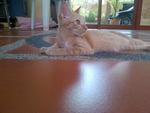 Stripy &amp; Slowmo  - Domestic Medium Hair Cat