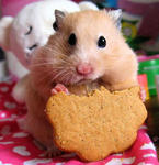 Gemuk, Hitam - Chinese Hamster + Roborovsky's Hamster Hamster