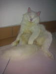 Macho Gebu - Persian Cat