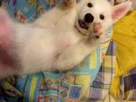 Siberian White Husky Puppy - Siberian Husky Dog
