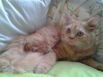 Macho Boy - Persian + Domestic Long Hair Cat