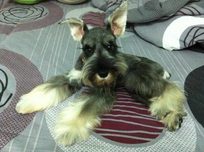 Panpan - Schnauzer Dog